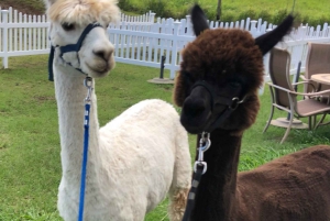Maui: Alpaca Farm Visit with Hands-On Activities
