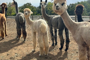 Maui: Alpaca Farm Visit with Hands-On Activities
