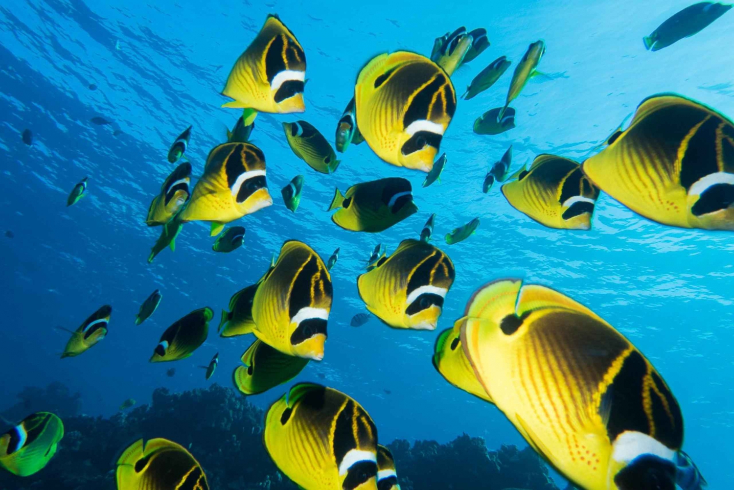 Maui: Beginner Discovery Scuba Dive Excursion from Lahaina
