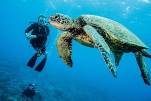 Maui: Anfänger-Tauchausflug von Lahaina aus