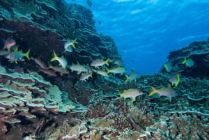 Maui: Excursão de mergulho de descoberta para iniciantes de Lahaina