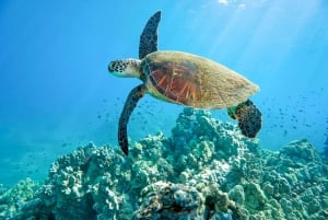 Мауи: экскурсия для начинающих с аквалангом из Лахайны