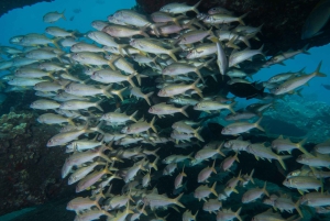 Maui: Nybegynnerutflukt med dykking fra Lahaina