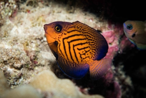 Maui: Nybegynnerutflukt med dykking fra Lahaina