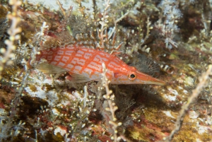 Maui: Nybegynnerutflukt med dykking fra Lahaina