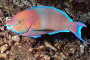 Maui: Nybegynnerutflukt med dykking fra Lahaina