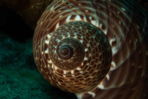 Maui: Nybegynnerutflukt med dykking fra Lahaina