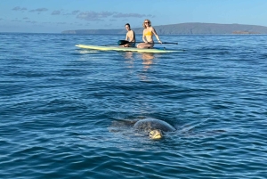 Мауи: Частный урок по падлбордингу стоя для начинающих