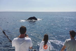 Maui: Catamaran Whale Cruise from Lahaina or Māʻalaea Harbor