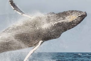 Maui: Catamaran Whale Cruise from Lahaina or Māʻalaea Harbor