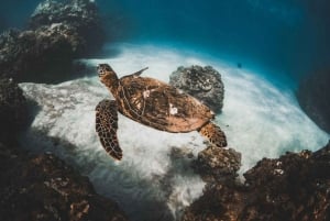 Maui: Snorkeling Deluxe em Molokini com pequeno-almoço e almoço