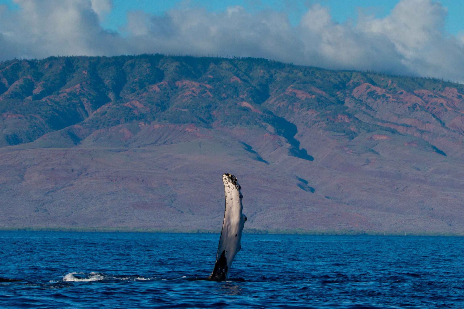 マウイ島：マアラエア港からのデラックス ホエール ウォッチ セイルとランチ