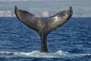 Maui: Vela deluxe per l'osservazione delle balene e pranzo dal porto di Ma`alaea