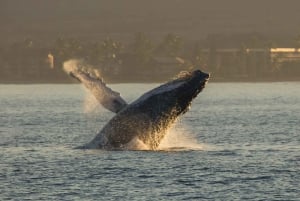 Maui: Deluxe Whale Watch-sejlads og frokost fra Ma`alaea Harbor
