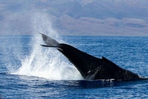 Maui: Navegación de lujo con avistamiento de ballenas y almuerzo desde el puerto de Ma`alaea