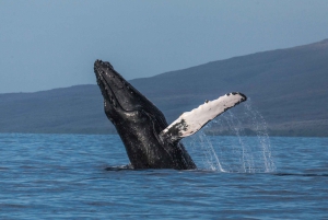 マウイ島：マアラエア港からのデラックス ホエール ウォッチ セイルとランチ