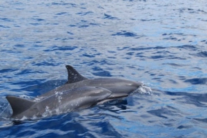 Maui: Dolphin Sailing Adventure with Lunch and Drinks