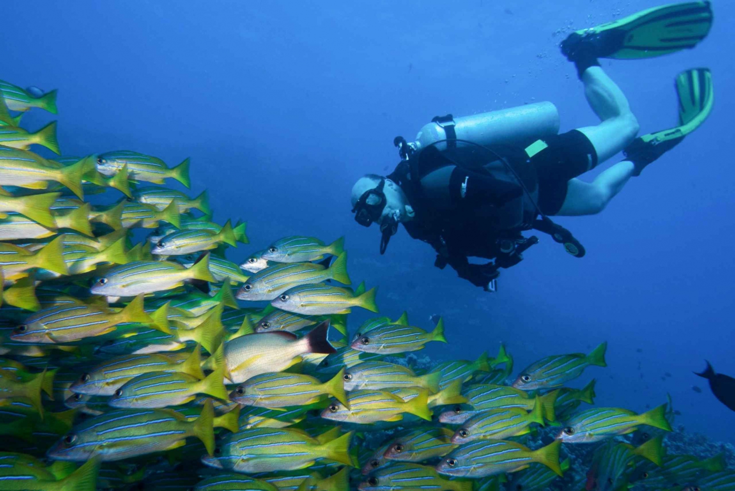 Maui: Eco-Friendly Conservation Dive for Certified Divers