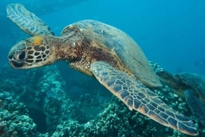 Maui: Ympäristöystävällinen suojelusukellus sertifioiduille sukeltajille.