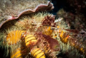 Maui: Miljøvennlig bevaringsdykk for sertifiserte dykkere