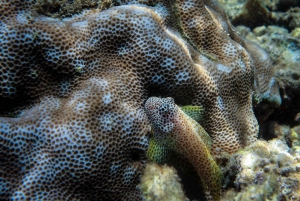 Maui: Miljövänligt bevarande-dyk för certifierade dykare