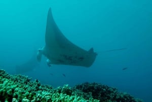 Maui: mergulho ecológico para mergulhadores certificados