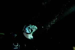 Maui: Eco-Friendly Night Dive Tour for Certified Divers