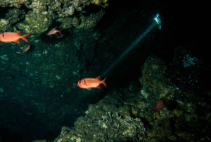 Maui: Eco-Friendly Night Dive Tour for Certified Divers