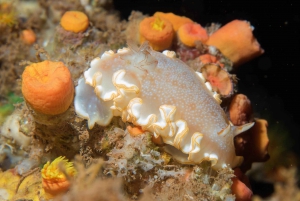 Maui: Eco-Friendly Night Dive Tour for Certified Divers