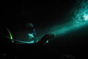 Maui: Eco-Friendly Night Dive Tour for Certified Divers