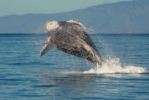 Maui: Eco-Friendly Whale Watching Sail from Lahaina Harbor
