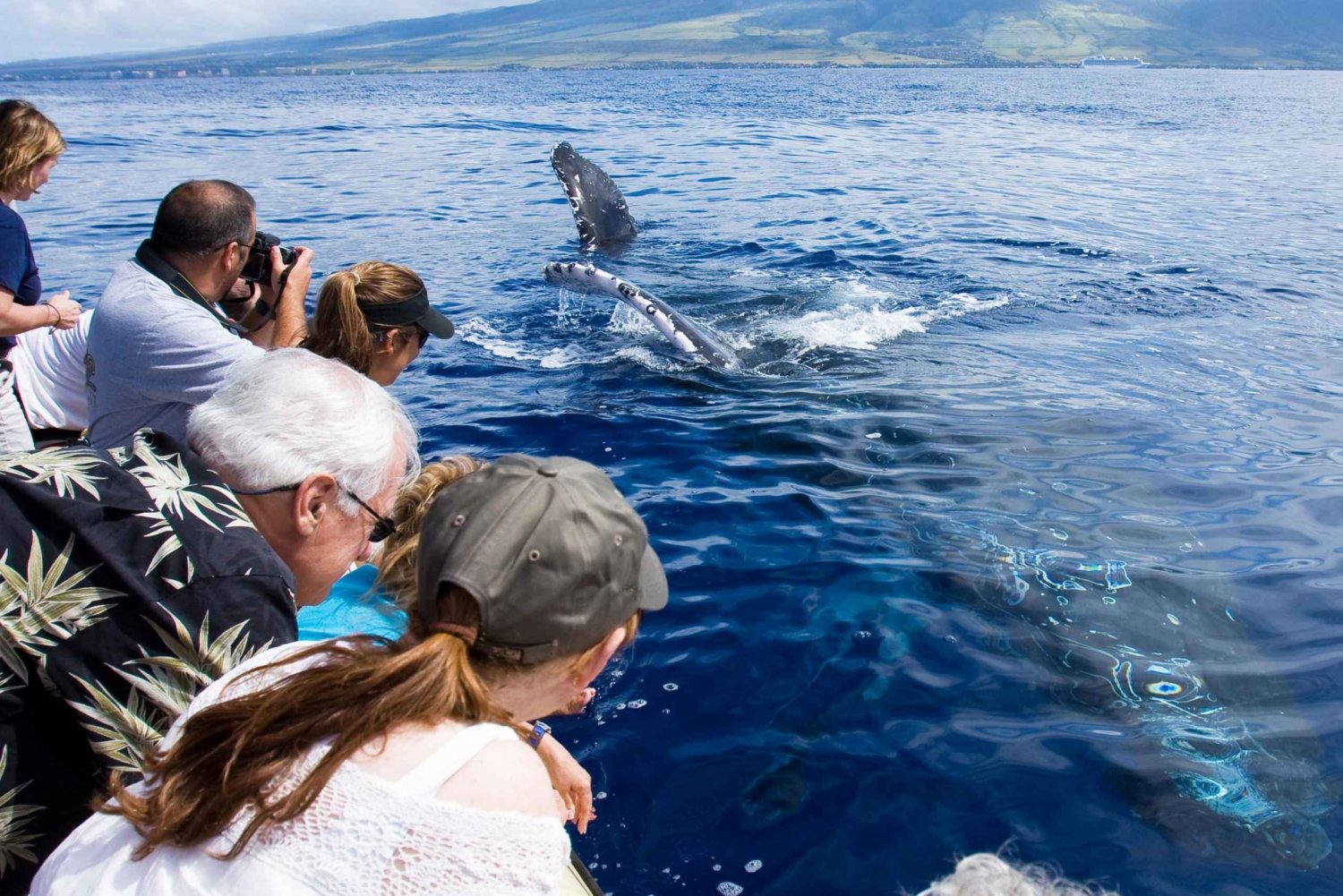 Maui: milieuvriendelijke tour om walvissen te spotten vanuit de haven van Ma'alaea