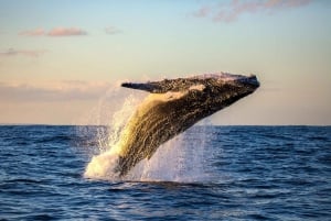 Maui : Excursion écologique d'observation des baleines depuis le port de Ma'alaea