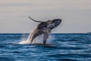 Maui: Excursión ecológica de avistamiento de ballenas desde el puerto de Ma'alaea