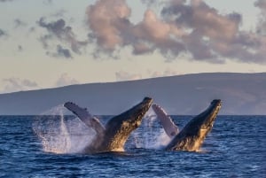 Maui : Excursion écologique d'observation des baleines depuis le port de Ma'alaea
