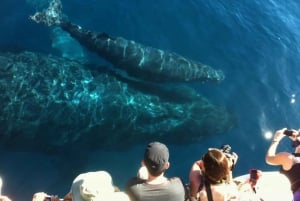 Maui: excursão ecológica para observação de baleias saindo do porto de Ma'alaea