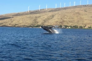 Maui: Excursión ecológica de avistamiento de ballenas desde el puerto de Ma'alaea