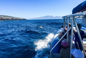 Maui: Excursão de observação de golfinhos em jangada ecológica com snacks