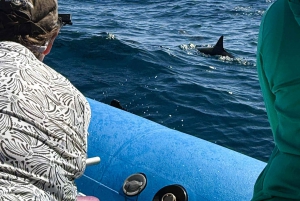 Maui: Excursão de observação de golfinhos em jangada ecológica com snacks