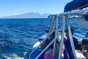 Maui: Excursão de observação de golfinhos em jangada ecológica com snacks