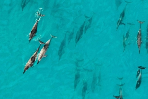 Maui: Excursão de observação de golfinhos em jangada ecológica com snacks