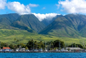Maui: Excursão de observação de golfinhos em jangada ecológica com snacks