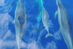 Maui: Excursão de observação de golfinhos em jangada ecológica com snacks