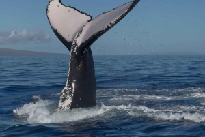 マウイ島：少人数グループで楽しむ最高のホエールウォッチング