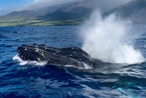 マウイ島：少人数グループで楽しむ最高のホエールウォッチング
