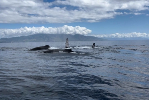 マウイ島：少人数グループで楽しむ最高のホエールウォッチング