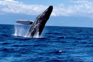 マウイ島：少人数グループで楽しむ最高のホエールウォッチング