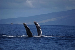 マウイ島：少人数グループで楽しむ最高のホエールウォッチング