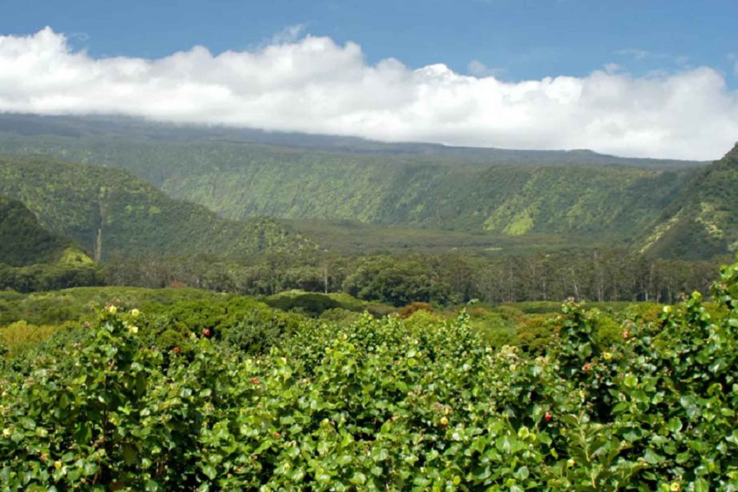 Maui: Full Day Hiking Tour with Lunch