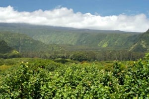 Maui: Kokopäiväretki lounaalla